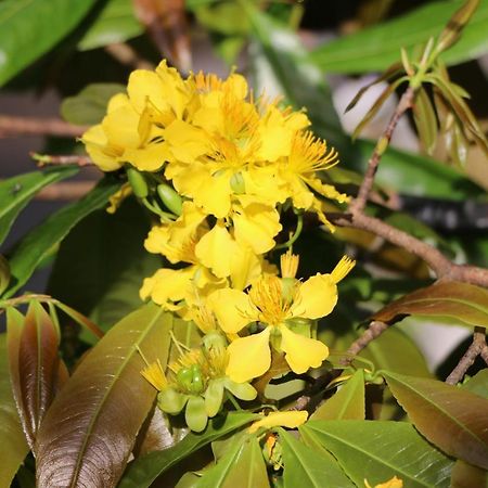 Green CoCo HomeStay民宿 会安 外观 照片